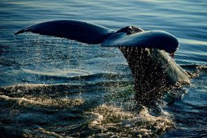 Virtuoso Whale Watching 30 Jan from Virtuoso