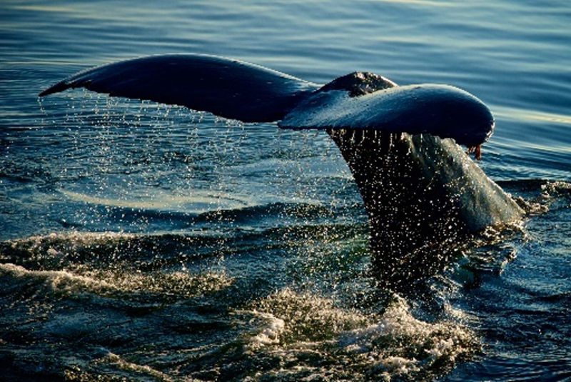 Virtuoso Whale Watching 30 Jan from Virtuoso