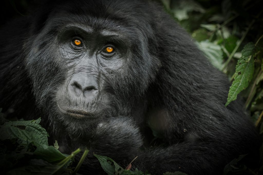 Bwindi National Park -mountain gorilla-c-Viva