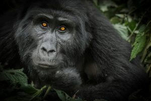 Bwindi National Park -mountain gorilla-c-Viva