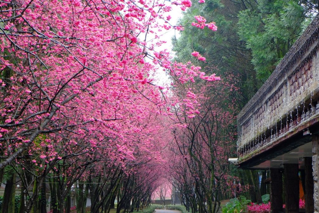 Cherry Blossom Season, Taiwan Tourism