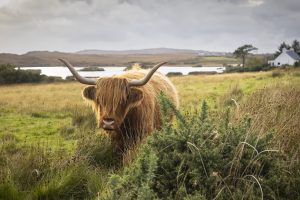 Visit Scotland - leans into Kiwi connections