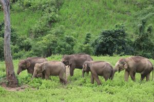 Elephant Tourism: Agents Can Help