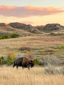 Bison-c-North Dakota Tourism