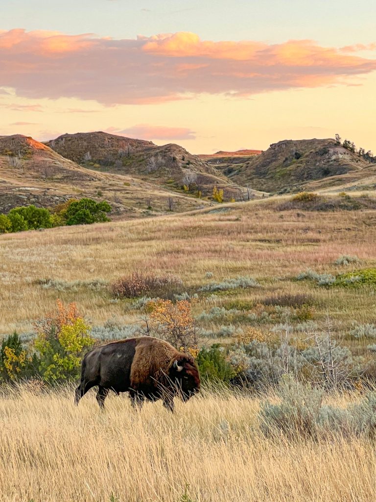 Bison-c-North Dakota Tourism