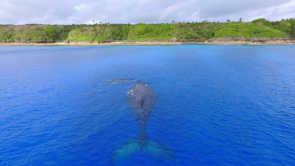 Niue gears up for itw winter peak season, with more capacity for whale and dolphin watching