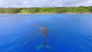 Niue gears up for itw winter peak season, with more capacity for whale and dolphin watching